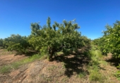 Finca rústica en venda a Castelló de la Plana ref.: TR409045 foto