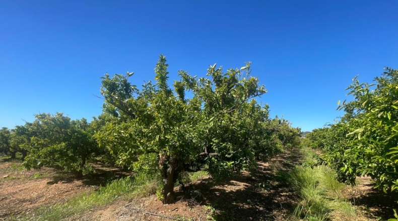 Castellón - Кастельон-де-ла-Плана - 15465m2