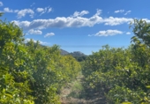 Finca rústica en venda a Castelló de la Plana ref.: TR409045 foto