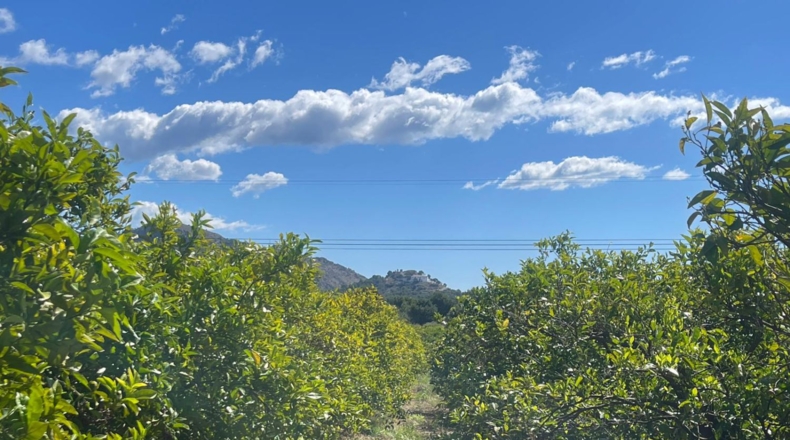 Castellón - Кастельон-де-ла-Плана - 15465m2