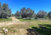 Rural estate for sale in l'Ampolla ref: TR409052 photo
