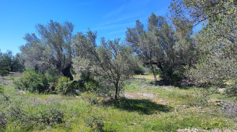 Tarragona - l'Ampolla - 7837m2
