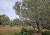 Rural estate for sale in l'Ampolla ref: TR409052 photo