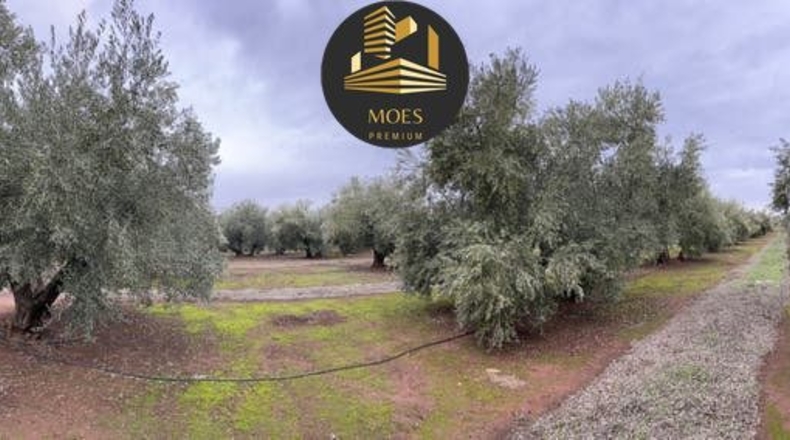 Jaén - Linares - 20000m2