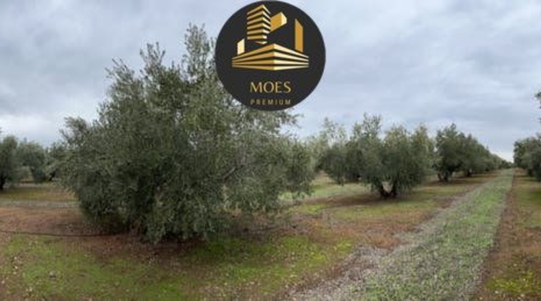 Jaén - Linares - 20000m2