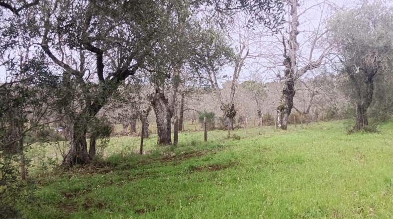 Huelva - Aracena - 12800m2