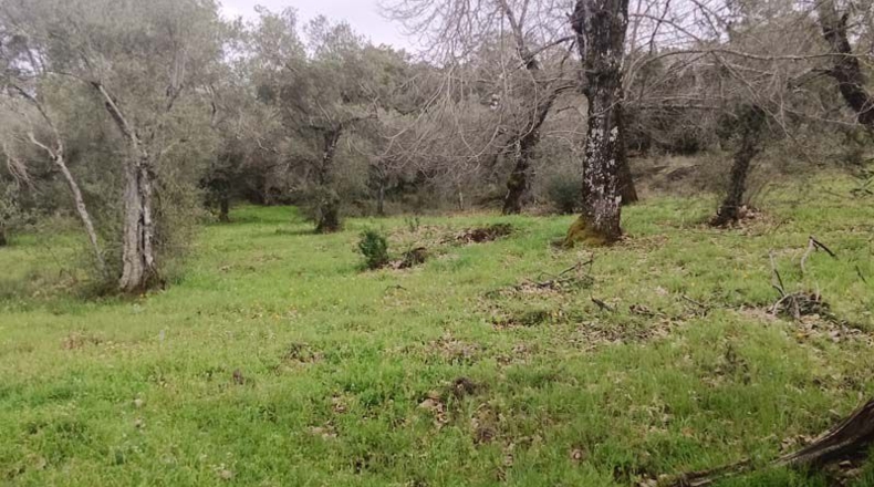 Huelva - Aracena - 12800m2