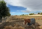 Sòl urbà en venda a la Camino de Toledo, Magán, ref.: TR409099 foto