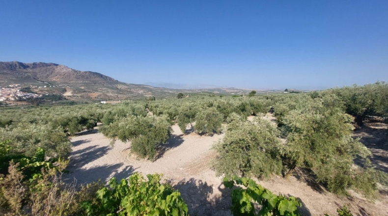 Jaén - Quesada - 57000m2