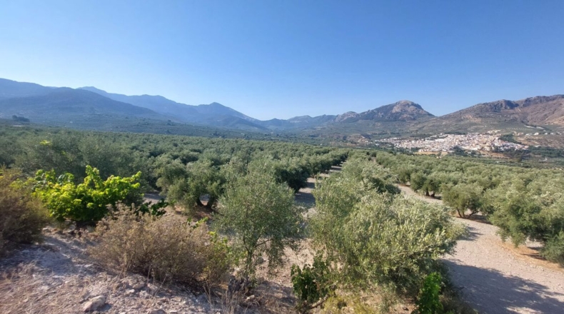 Jaén - Quesada - 57000m2