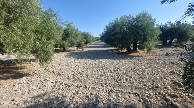 Jaén - Quesada - 57000m2