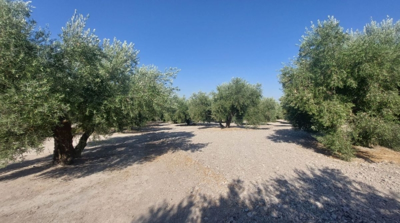 Jaén - Quesada - 57000m2
