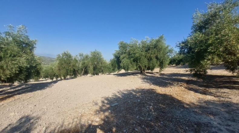 Jaén - Quesada - 57000m2