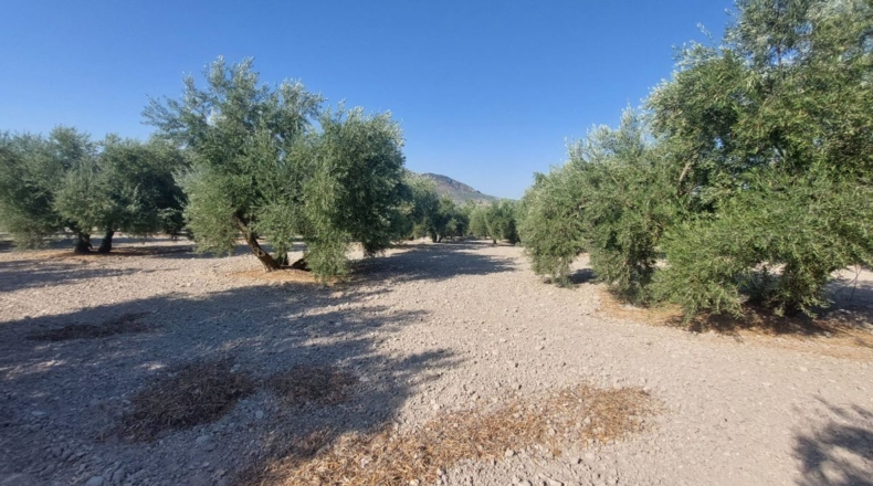 Jaén - Quesada - 57000m2
