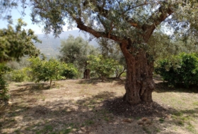 Pinos del Valle 5430&nbsp;m² 