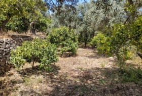 Pinos del Valle 5430&nbsp;m² 