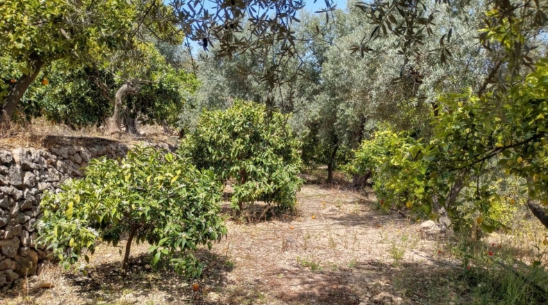 Гранада - Pinos del Valle - 5430m2