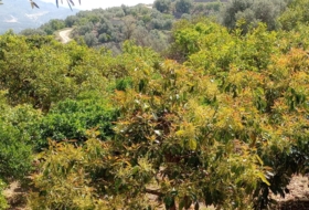 Pinos del Valle 5430&nbsp;m² 