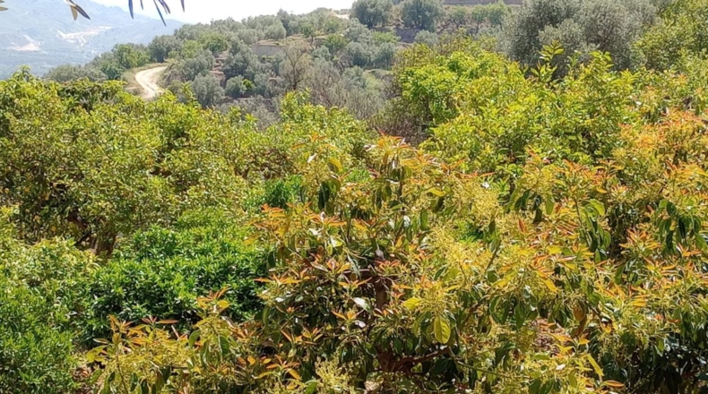 Гранада - Pinos del Valle - 5430m2
