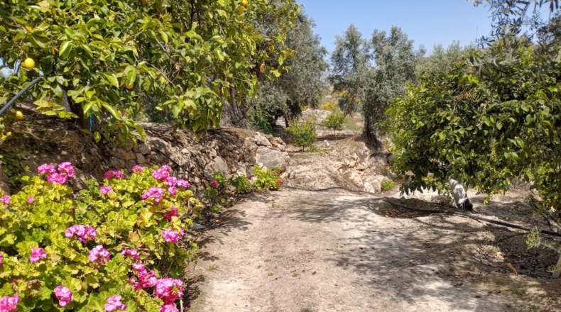 Гранада - Pinos del Valle - 5430m2