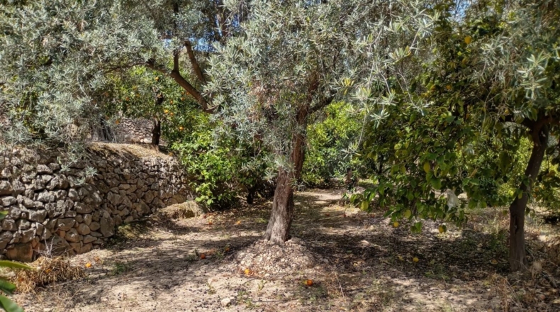 Гранада - Pinos del Valle - 5430m2