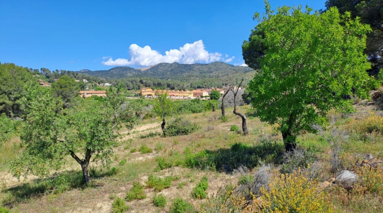 Tarragona - Móra la Nova - 21203m2