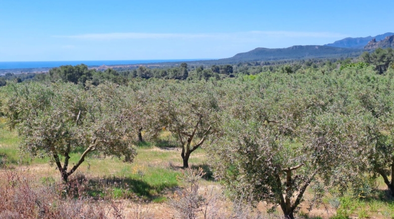 Tarragona - Móra la Nova - 21203m2
