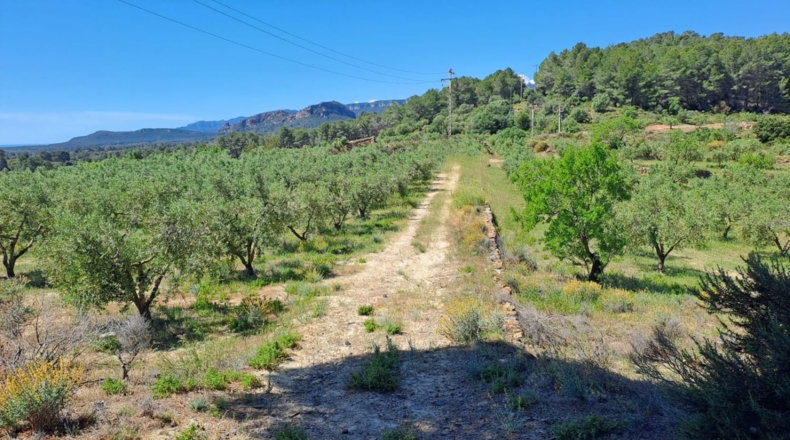 Tarragona - Móra la Nova - 21203m2