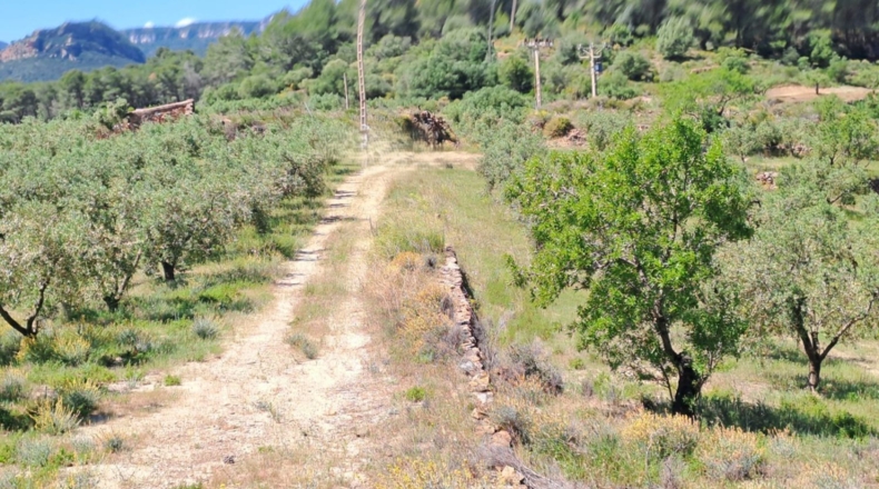 Tarragona - Móra la Nova - 21203m2