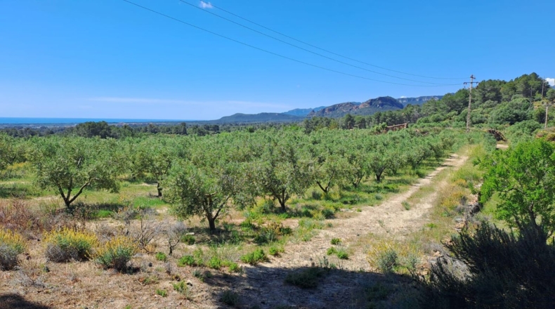 Tarragona - Móra la Nova - 21203m2