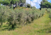 Terreno no urbanizable en venta en Móra la Nova ref: TR409187 foto