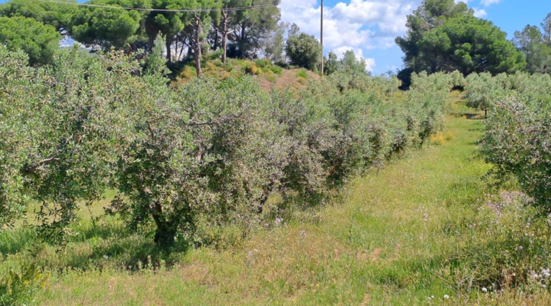 Tarragona - Móra la Nova - 21203m2