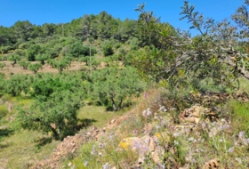 Móra la Nova 21203&nbsp;m² 