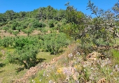 Terreno no urbanizable en venta en Móra la Nova ref: TR409187 foto