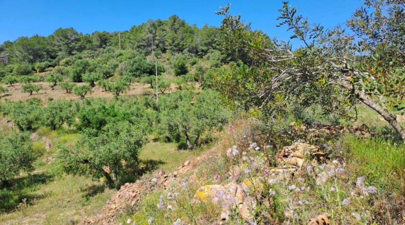 Tarragona - Móra la Nova - 21203m2