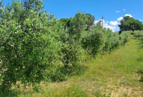 Móra la Nova 21203&nbsp;m² 
