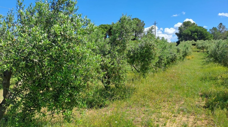 Tarragona - Móra la Nova - 21203m2