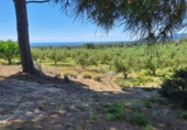 Terreno no urbanizable en venta en Móra la Nova ref: TR409187 foto