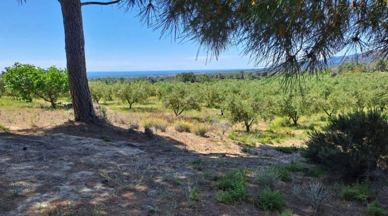 Tarragona - Móra la Nova - 21203m2