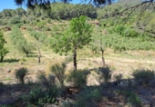 Terreno no urbanizable en venta en Móra la Nova ref: TR409187 foto