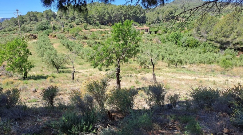 Tarragona - Móra la Nova - 21203m2