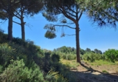 Terreno no urbanizable en venta en Móra la Nova ref: TR409187 foto