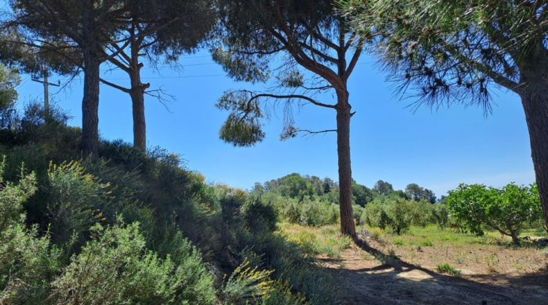 Tarragona - Móra la Nova - 21203m2