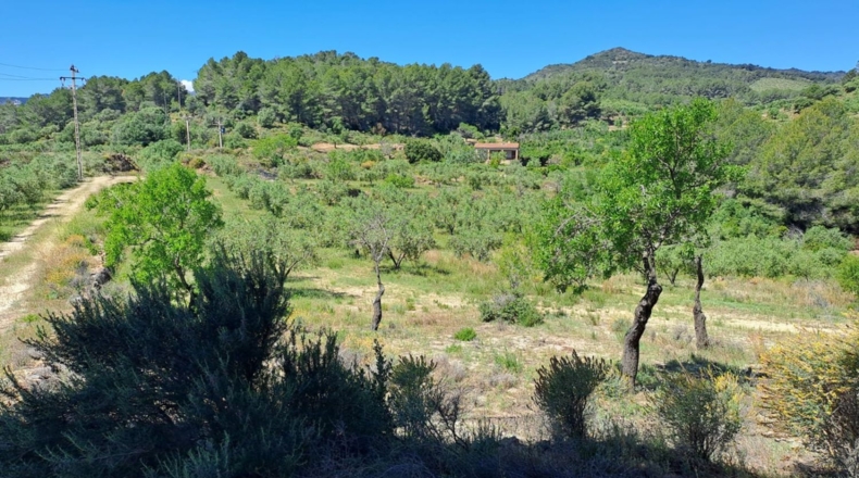Tarragona - Móra la Nova - 21203m2