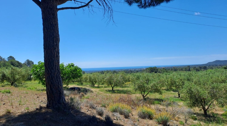 Tarragona - Móra la Nova - 21203m2