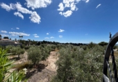 Chalet independiente con terreno en venta en Albatera ref: TR409201 foto