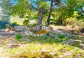 Chalet independiente con terreno en venta en Vélez-Rubio ref: TR409210 foto