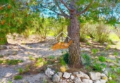 Chalet independiente con terreno en venta en Vélez-Rubio ref: TR409210 foto