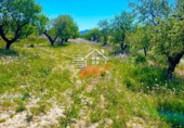 Chalet independiente con terreno en venta en Vélez-Rubio ref: TR409210 foto
