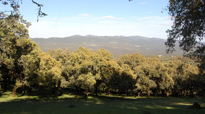 Badajoz - Fuentes de León - 26981m2
